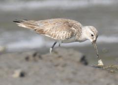 Curlew Sandpiper at Mahul-Sewri Mudflats