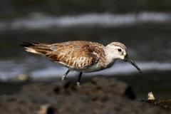 Curlew Sandpiper Calidris ferruginea at Mahul-Sewri Mudflats, Mumbai