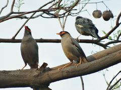 MINA birds in Shekarparian Park, Islamabad