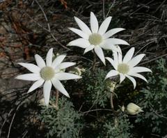 Flannel Flowers