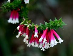 Bush Fuchsia above Clifton Gardens in Mosman, Sydney