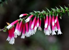 bush fuchsia in Clifton Gardens, Mosman, Sydney