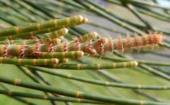 Allocasuarina portuensis new growth