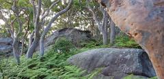 Angophora costata and bracken fern in Sydney Harbour National Park