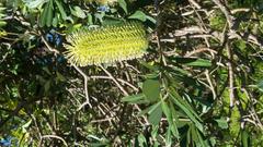 Banksia Integrifolia tree