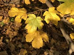 Field Maple leaves turning yellow in autumn along Bergen County Route 503