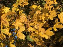 Field Maple leaves turning yellow in autumn along Bergen County Route 503 in East Rutherford