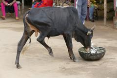 cattle on a road in Konark