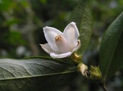 柳葉茶 Camellia salicifolia in Shing Mun Country Park, Hong Kong