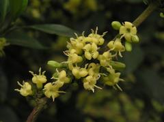 Diplospora dubia plant in Shing Mun Country Park, Hong Kong