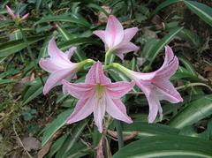 Hippeastrum reticulatum var. striatifolium flower in Shing Mun Country Park, Hong Kong