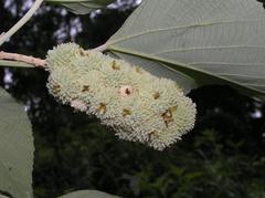 Mallotus apelta staminate flowers in Shing Mun Country Park, Hong Kong