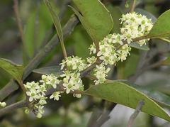 Ilex graciliflora in Shing Mun Country Park, Hong Kong