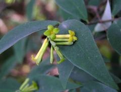 Wikstroemia nutans flower in Shing Mun Country Park