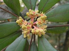 Machilus velutina tree in Shing Mun Country Park, Hong Kong