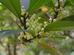 Beilschmiedia tsangii tree in Shing Mun Country Park, Hong Kong