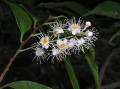 腺葉桂櫻 (腺葉野櫻) in Shing Mun Country Park