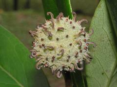 蕈樹(山荔枝) Altingia chinensis in Shing Mun Country Park, Hong Kong