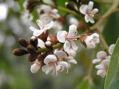 Ormosia semicastrata seed pods in Shing Mun Country Park, Hong Kong