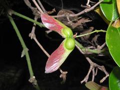 Acer reticulatum leaves in Shing Mun Country Park, Hong Kong