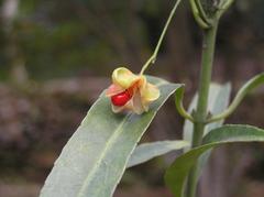 Euonymus kwangtungensis in Shing Mun Country Park Hong Kong