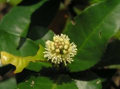 Croton hancei plant in Shing Mun Country Park, Hong Kong