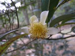 Camellia waldenae flower in Shing Mun Country Park, Hong Kong