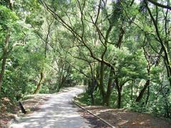 Taiwan Acacia at Shing Mun Country Park