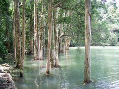 Shing Mun Country Park Melaleuca trees submerged in water