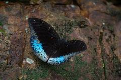 male Lexica pardalis in Shing Mun Country Park, Hong Kong