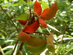 fruits of Sterculia lanceolata in Shing Mun Country Park, Hong Kong