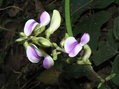 Pueraria phaseoloides plant in Shing Mun Country Park, Hong Kong