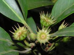 Illicium angustisepalum flower in Shing Mun Country Park, Hong Kong