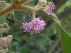 Callicarpa kochiana plant with purple berries in Shing Mun Country Park, Hong Kong