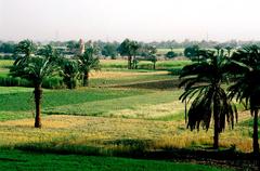 Fields near the Colossi of Memnon in Luxor, Egypt