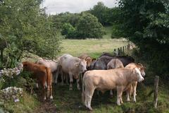 Bullocks at Stratford Bridge