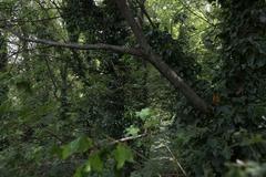 canopy walkway at Tiergarten Schönbrunn in Vienna, Austria