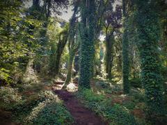 Capuchos Forest in a protected area of Portugal