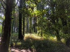 Capuchos Forest in Portugal