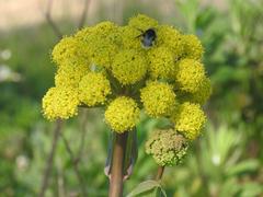 Bee close-up on yellow flower