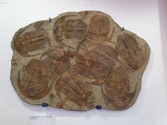 Cambrian Period trilobites from Morocco on display