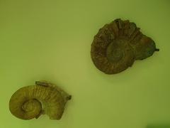 Cretaceous ammonites from Morocco