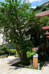 Memorial tree in Atatürk's House Museum courtyard