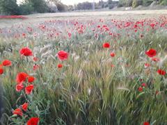 Field of poppies along the Senda del Rey in Madrid