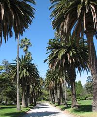 Palm-lined path in St Kilda Botanic Gardens