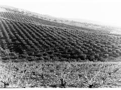 Olive plantation and vineyard in Stonyfell, 1904