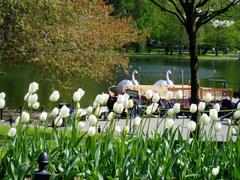 Boston Public Garden scenic view