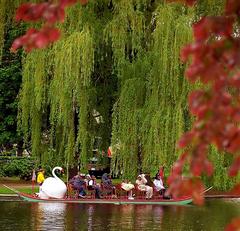 Boston Public Gardens in Massachusetts with Swan Boats