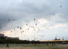 aerial view of Sanam Luang in Bangkok, Thailand