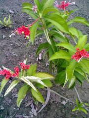 Rauwolfia serpentina plant with dark green leaves and small white flowers